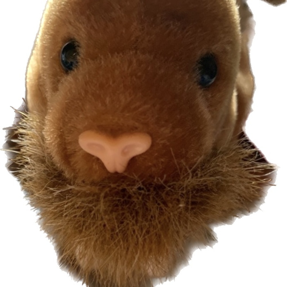 Ty Beanie Babies Walrus Paul 8"